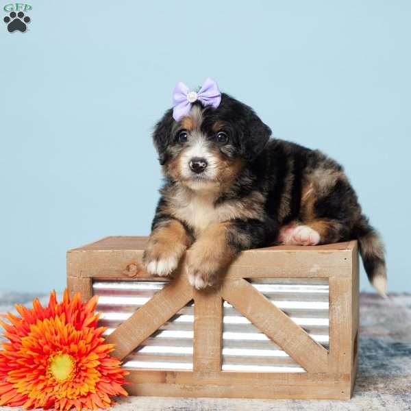 Rosa, Mini Bernedoodle Puppy